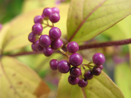 f:id:elmikamino:20091016095259j:image
