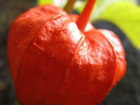 f:id:elmikamino:20091016095716j:image