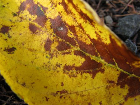 f:id:elmikamino:20091016100046j:image