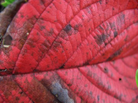f:id:elmikamino:20091016100109j:image