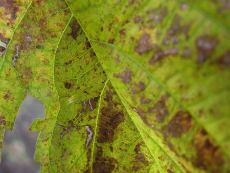 f:id:elmikamino:20091016100135j:image