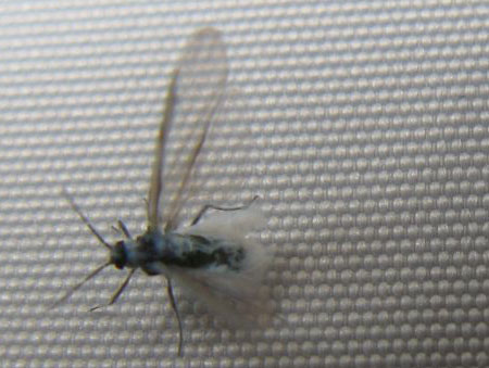 f:id:elmikamino:20091016100815j:image