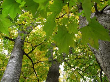 f:id:elmikamino:20091018122033j:image