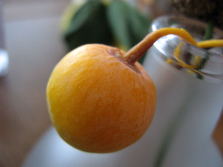 f:id:elmikamino:20091018122036j:image