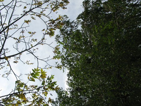 f:id:elmikamino:20091018143632j:image