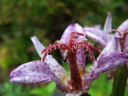 f:id:elmikamino:20091018173043j:image f:id:elmikamino:20091018173043j:image