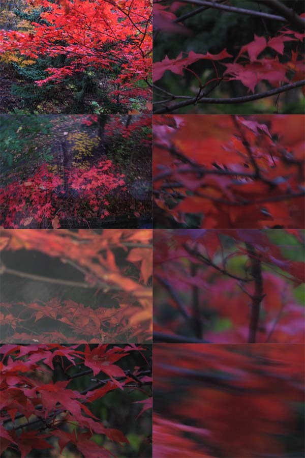 f:id:elmikamino:20091018215016j:image