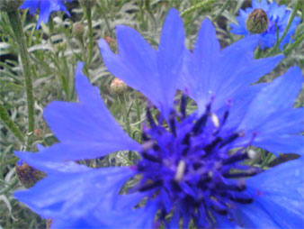 f:id:elmikamino:20091026104223j:image