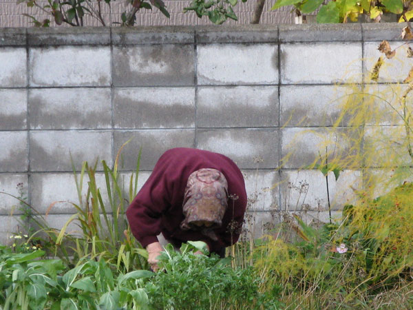 f:id:elmikamino:20091028131636j:image:w450