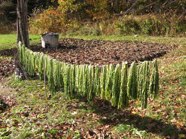 f:id:elmikamino:20091028131640j:image:w450