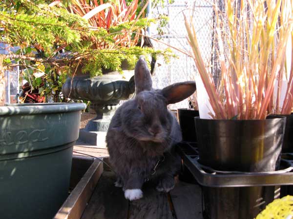 f:id:elmikamino:20091028173744j:image:w450