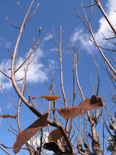 f:id:elmikamino:20091028173745j:image