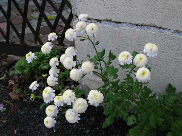 f:id:elmikamino:20091028173746j:image:w450