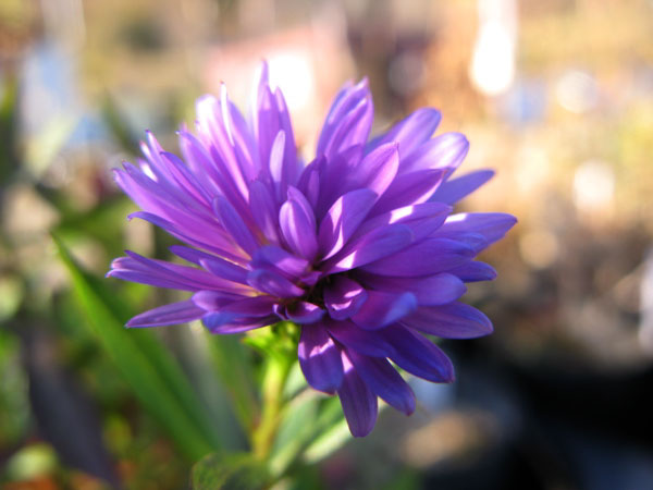 f:id:elmikamino:20091028173748j:image:w450