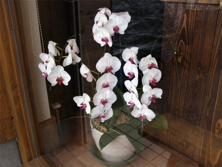 f:id:elmikamino:20091109180428j:image f:id:elmikamino:20091109180428j:image