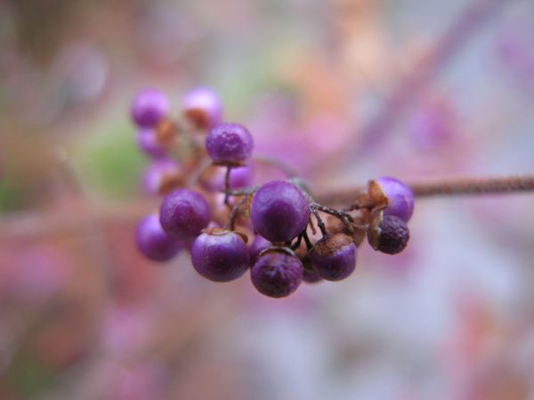 f:id:elmikamino:20091113100700j:image