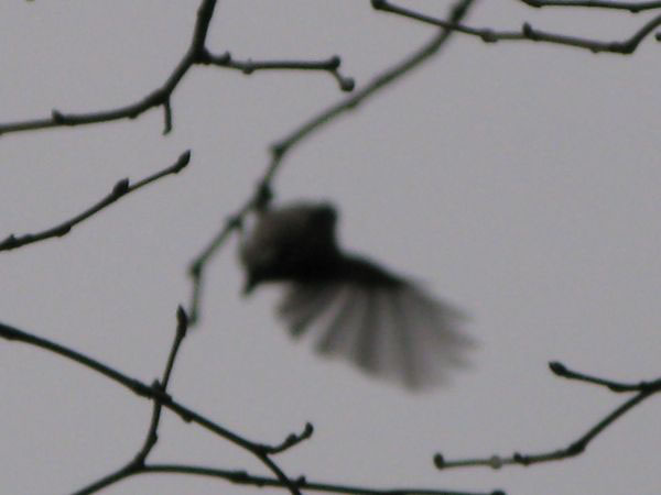 f:id:elmikamino:20091113101229j:image