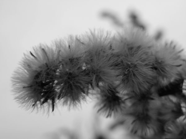 f:id:elmikamino:20091113102807j:image