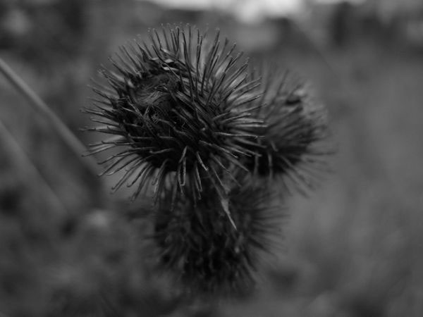 f:id:elmikamino:20091113102845j:image