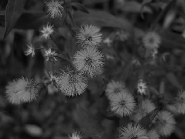 f:id:elmikamino:20091113102932j:image