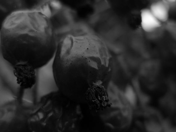 f:id:elmikamino:20091113103021j:image