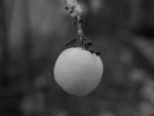 f:id:elmikamino:20091113103112j:image