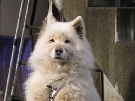 f:id:elmikamino:20091118105358j:image