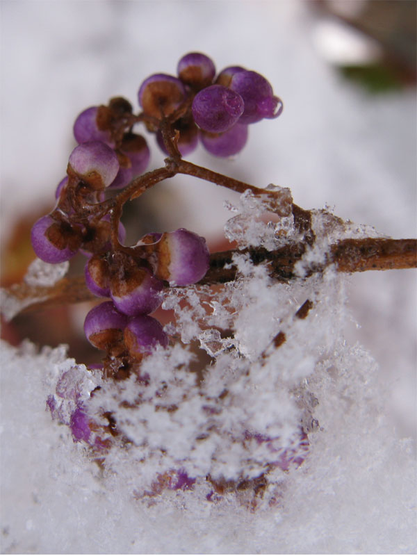 f:id:elmikamino:20091121142829j:image