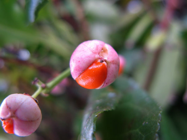 f:id:elmikamino:20091129120242j:image