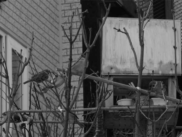 f:id:elmikamino:20091129120247j:image