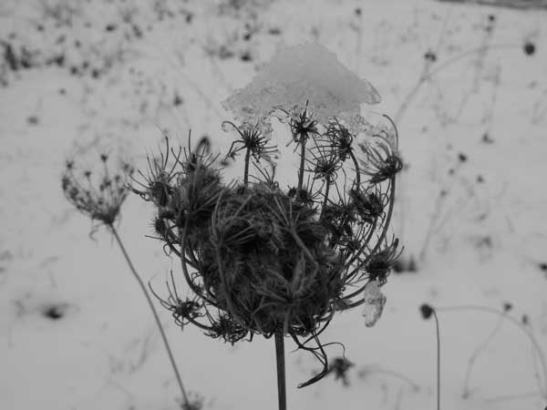 f:id:elmikamino:20091129120251j:image