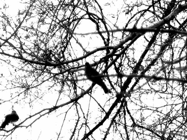 f:id:elmikamino:20091129120253j:image