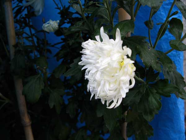 f:id:elmikamino:20091130105609j:image:w450