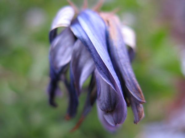 f:id:elmikamino:20091130105612j:image