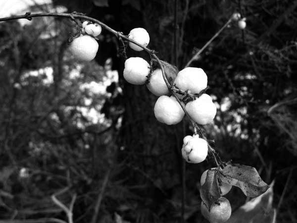 f:id:elmikamino:20091202102032j:image