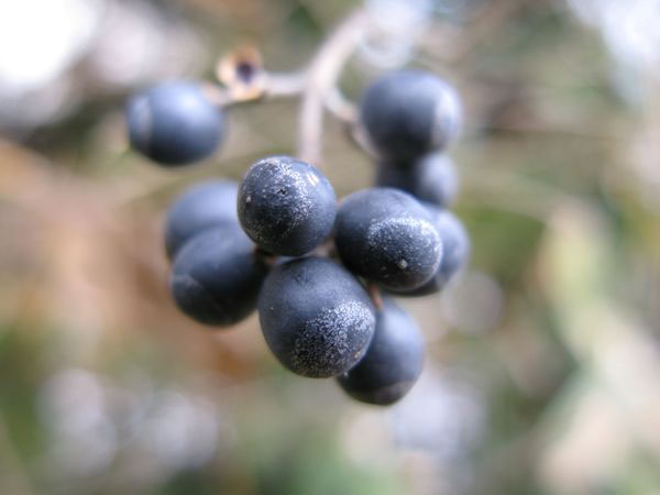 f:id:elmikamino:20091202102104j:image