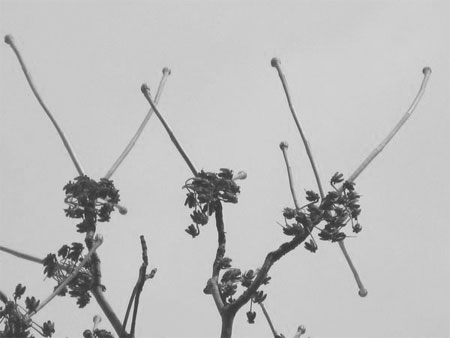 f:id:elmikamino:20091202103927j:image