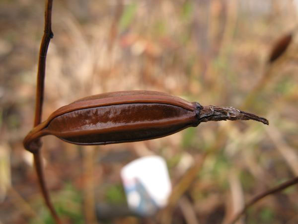 f:id:elmikamino:20091202104001j:image