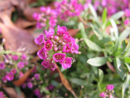 f:id:elmikamino:20091202104354j:image