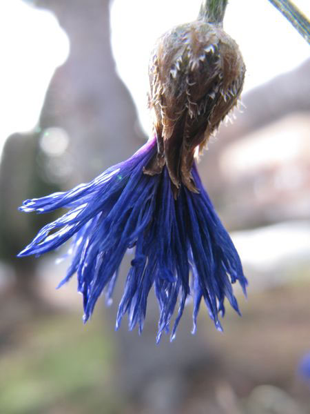 f:id:elmikamino:20091202105431j:image