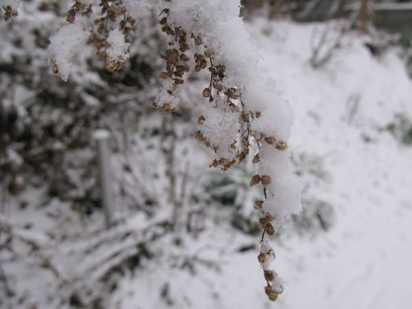 f:id:elmikamino:20091203093650j:image