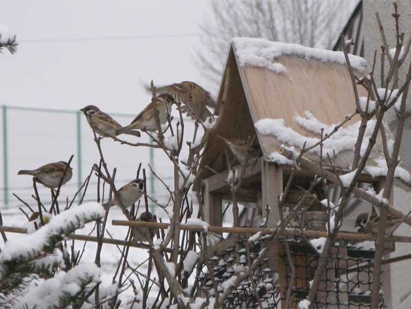 f:id:elmikamino:20091203093944j:image