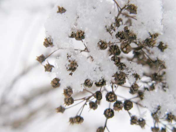 f:id:elmikamino:20091203094405j:image