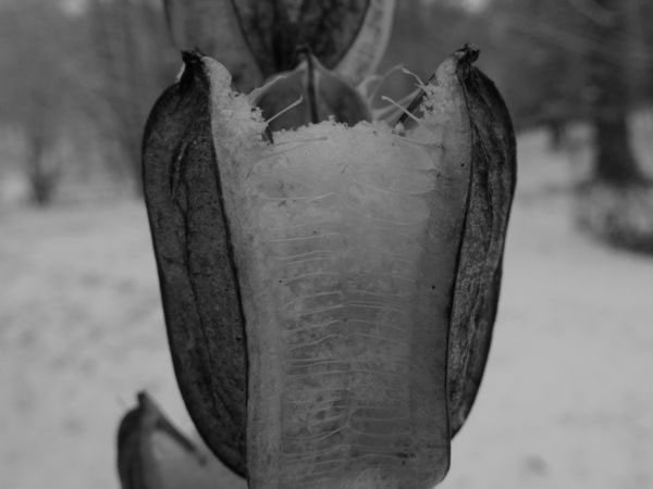 f:id:elmikamino:20091203094747j:image