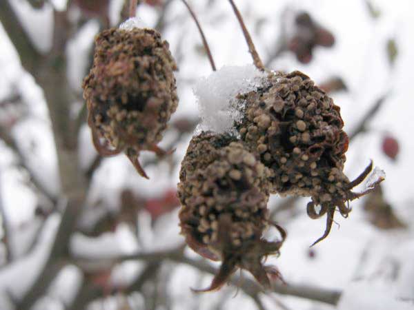 f:id:elmikamino:20091203095104j:image