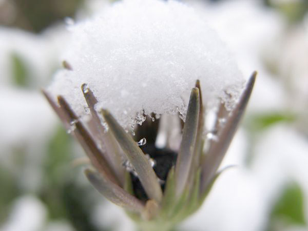 f:id:elmikamino:20091203095450j:image