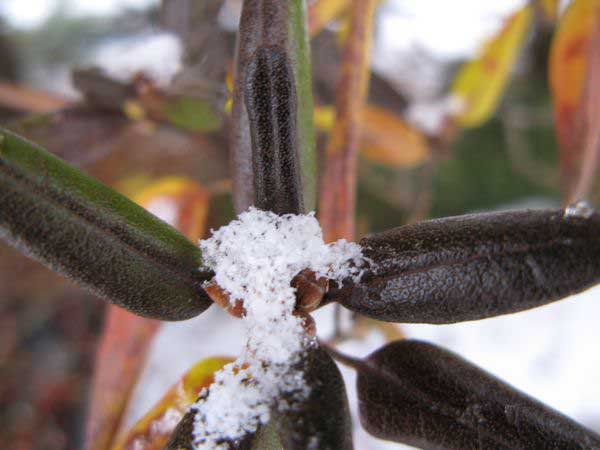 f:id:elmikamino:20091203095522j:image