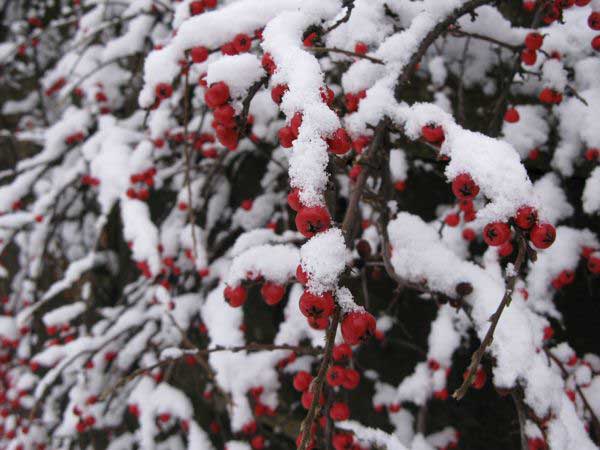 f:id:elmikamino:20091203095559j:image