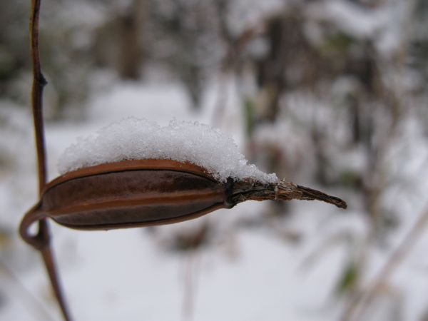 f:id:elmikamino:20091203095630j:image