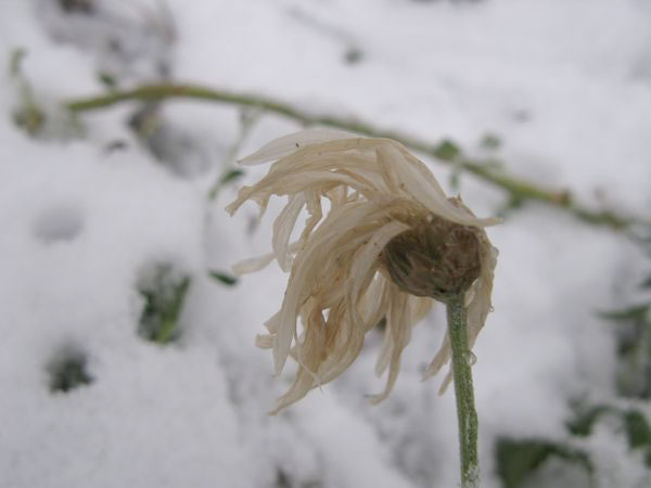 f:id:elmikamino:20091203095739j:image